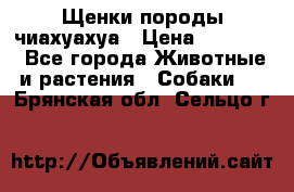 Щенки породы чиахуахуа › Цена ­ 12 000 - Все города Животные и растения » Собаки   . Брянская обл.,Сельцо г.